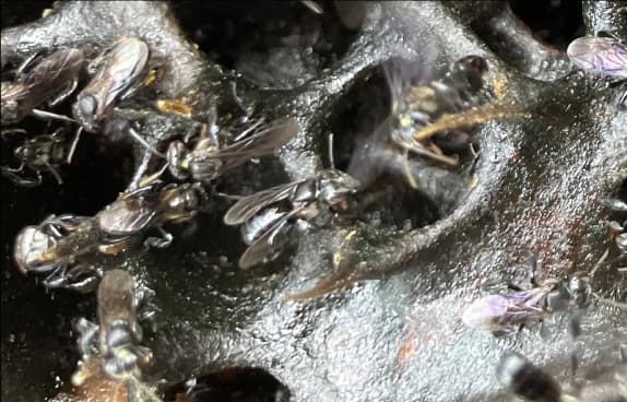 Indonesia's Enchanting Bees